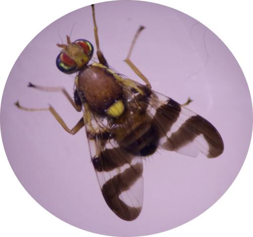 Rhagoletis completa